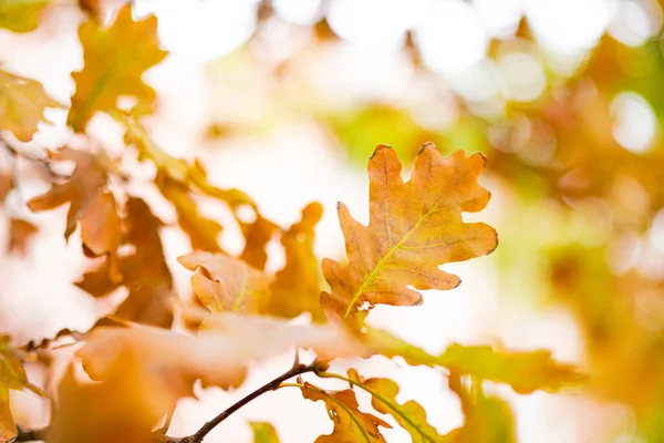 Rode Gele Eikenbladeren Herfstboom — Stockfoto
