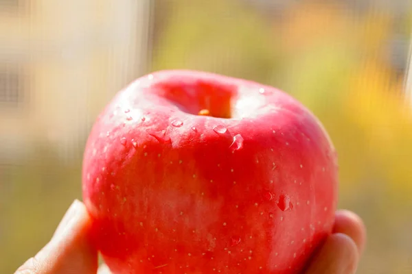 Χέρι Κρατώντας Φρέσκο Κόκκινο Μήλο — Φωτογραφία Αρχείου