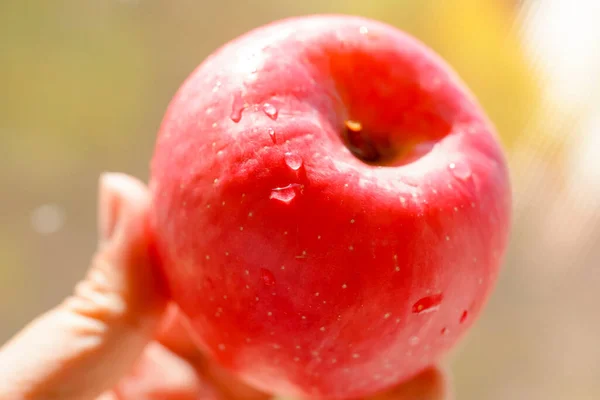 Main Tenant Pomme Rouge Fraîche — Photo