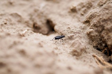 Toprak Ülke Macro Sürünen Bok Böceği
