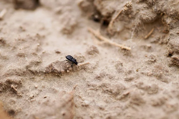 Macro Dryland Creeping Dung Beetle — Fotografia de Stock