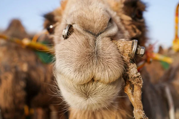 Camellos Cautivos Ambiente Desértico — Foto de Stock