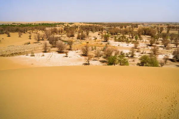 砂漠のオアシス 砂丘林センター湖 — ストック写真