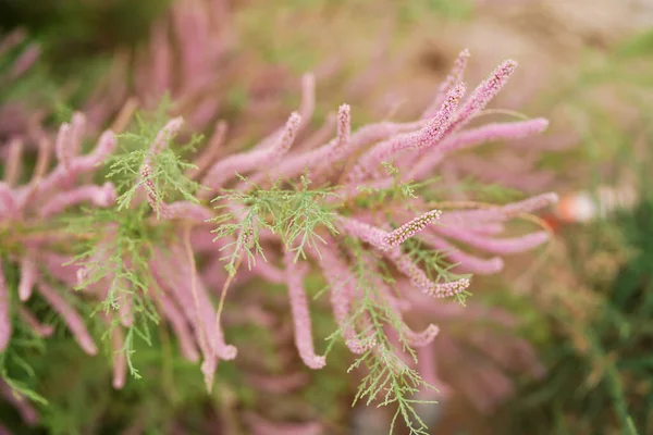 屋外植物タマリスク開花 美しいピンク — ストック写真