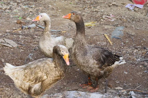 Çiftlik Tavukları Ördek Yetiştiriyor — Stok fotoğraf