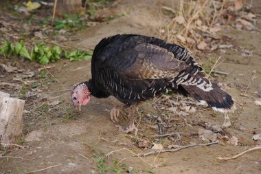Kümes hayvanları ve Türkiye çiftçiliği