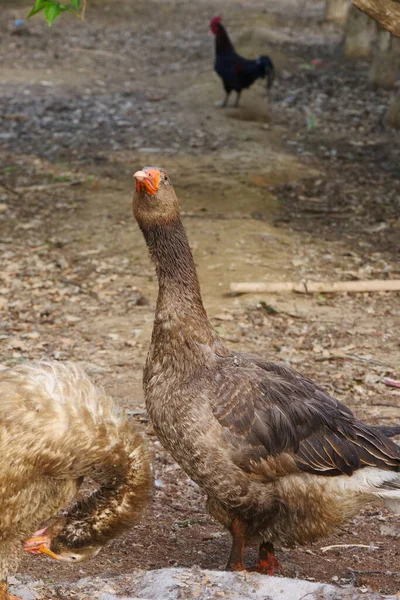 Fjäderfä Och Gäss Aggressiva — Stockfoto