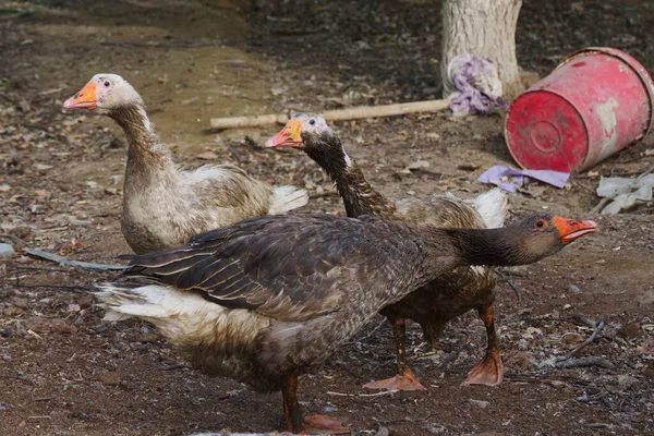 Aves Capoeira Gansos São Agressivos — Fotografia de Stock