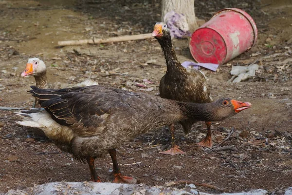 Aves Capoeira Gansos São Agressivos — Fotografia de Stock