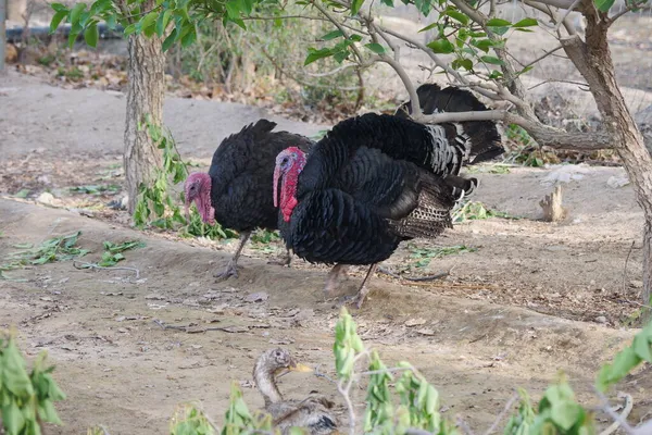 2つの七面鳥とペアの養鶏場 — ストック写真