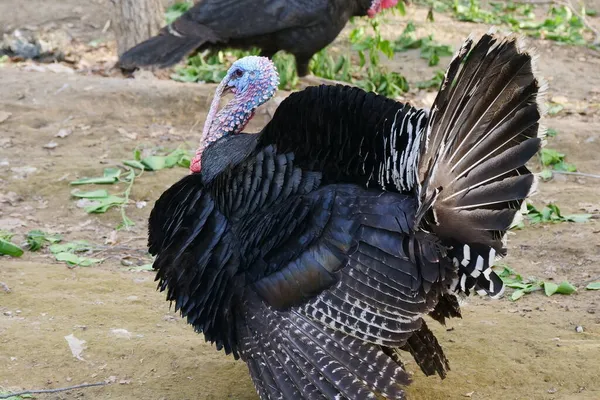 Farmářská Drůbež Krůtí Hospodářství — Stock fotografie