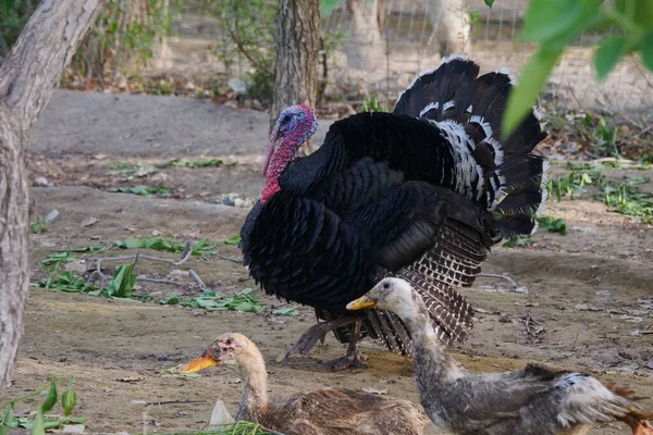 養鶏場とトルコ農業 — ストック写真