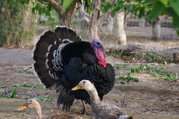 Сельское Хозяйство Птицеводство Турции — стоковое фото