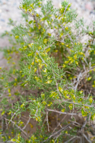 Wild plant ephedra Gobi life