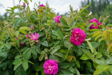 Gül Bahçesi Şam Gül Bulgar çeşitliliği