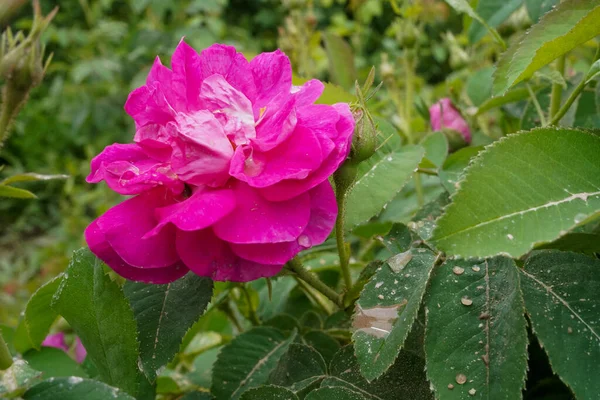 Rose Garden Damašek Rose Bulharské Odrůdy — Stock fotografie