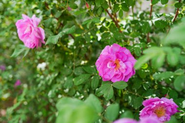 Güneşte narin pembe güller