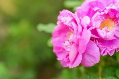 Güneşte narin pembe güller