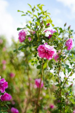 Gül bahçesi Şam gülü açtı