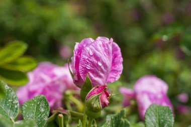 Çiçek açan Şam gülleri ve çiğ damlaları