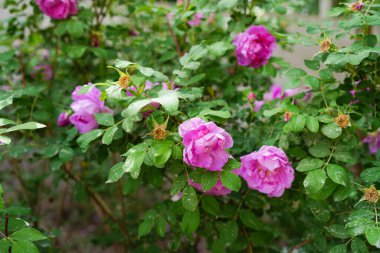 Gül bahçesi Şam gülleriyle dolu.
