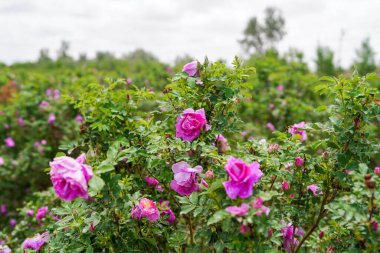 Gül bahçesi Şam gülleriyle dolu.