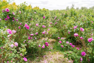 Gül bahçesi Şam gülleriyle dolu.