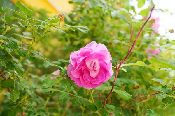 Jemné Růžové Růže Slunci — Stock fotografie