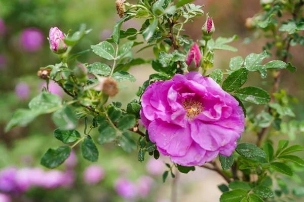 Kvetoucí Damašské Růže Kapky Rosy — Stock fotografie