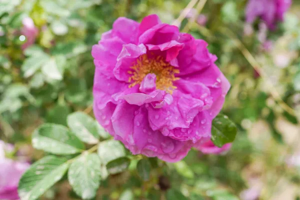 Kvetoucí Damašské Růže Kapky Rosy — Stock fotografie