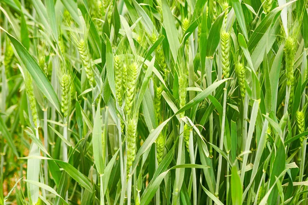 Green Wheat Field — Stock Photo, Image