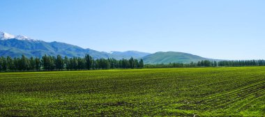 Bahar yeşili ekolojik tarım arazisi buğdayı