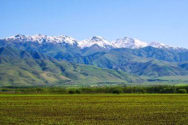 Bahar yeşili ekolojik tarım arazisi buğdayı