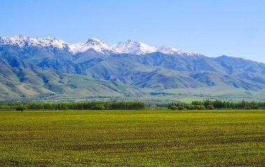 Bahar yeşili ekolojik tarım arazisi buğdayı