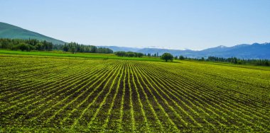 Bahar yeşili ekolojik tarım arazisi buğdayı