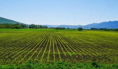 Bahar yeşili ekolojik tarım arazisi buğdayı