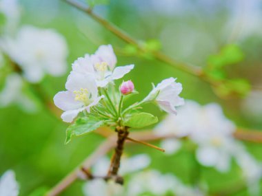 İlkbahar dalında elmalar çiçek açar