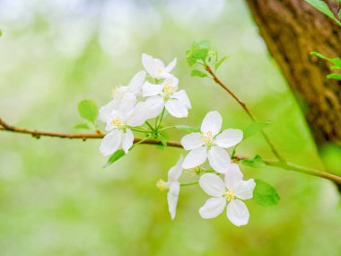İlkbahar dalında elmalar çiçek açar