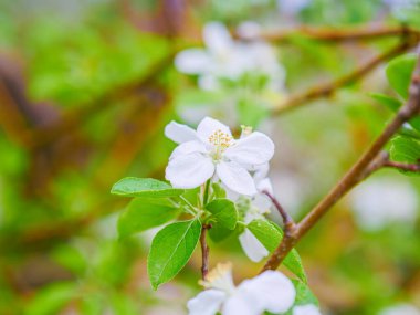 İlkbahar dalında elmalar çiçek açar