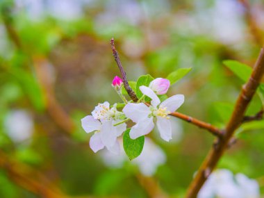 İlkbahar dalında elmalar çiçek açar