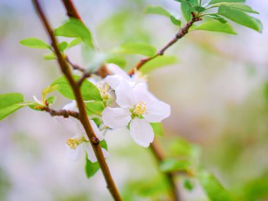 İlkbahar dalında elmalar çiçek açar