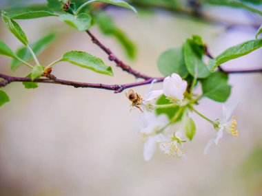 Bahar beyaz elması Arıyla çiçek açar
