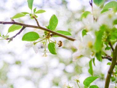 Bahar beyaz elması Arıyla çiçek açar