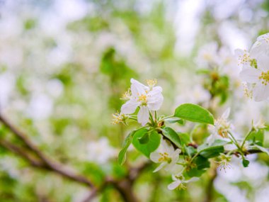 İlkbahar dalında elmalar çiçek açar