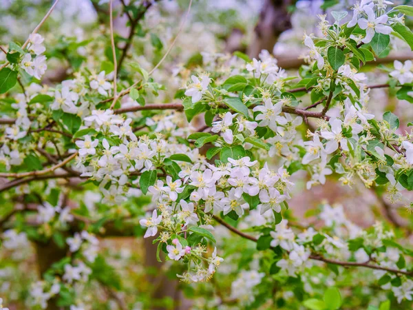 果樹園のリンゴの木が咲いている — ストック写真