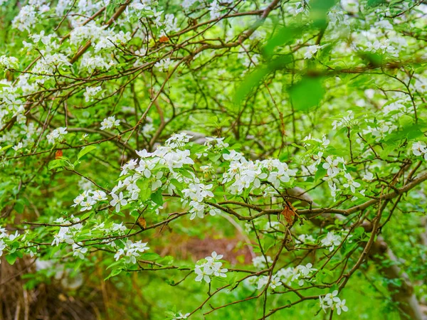 Äppelträden Blommar — Stockfoto