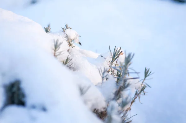 Lavender Buried Snow Winter — Stock Photo, Image