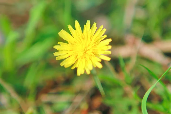 Peach Tree Orchard Dandelion Seeds — Stock Photo, Image