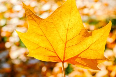 Sonbaharda yaprakları dökülen çınar ağacı.