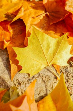 Sonbaharda yaprakları dökülen çınar ağacı.